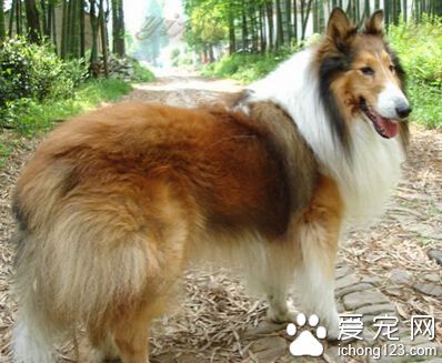 蘇格蘭牧羊犬的特征 最特別之處應屬頭部