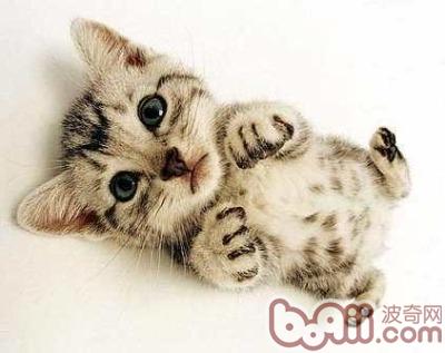 <a href=/zhonglei/mao/ target=_blank class=infotextkey>貓</a>咪的胡子有什么作用