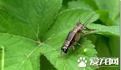 蟋蟀的天敵是什么 蟋蟀也有很多的天敵