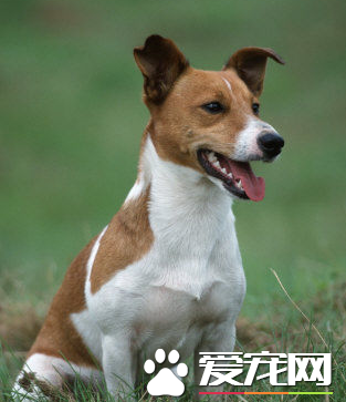 杰克羅素梗貴嗎 杰克羅素梗犬價格在2500左右