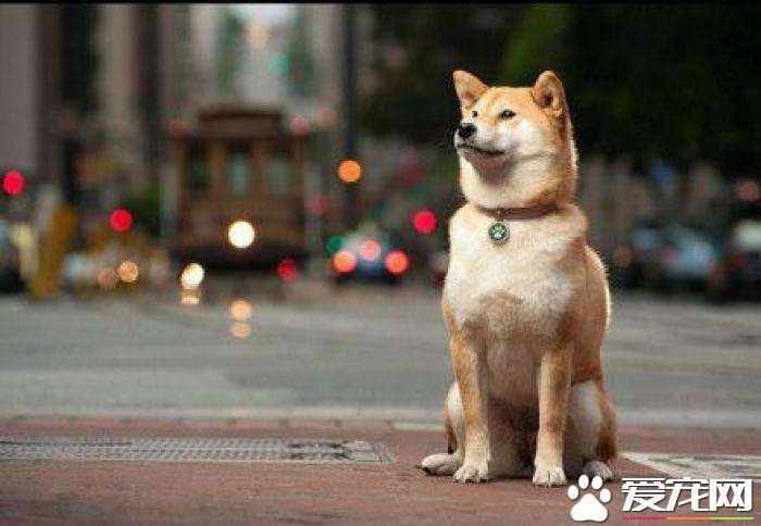 柴犬不聽話怎么辦  柴犬不聽話這樣一招就可以搞定