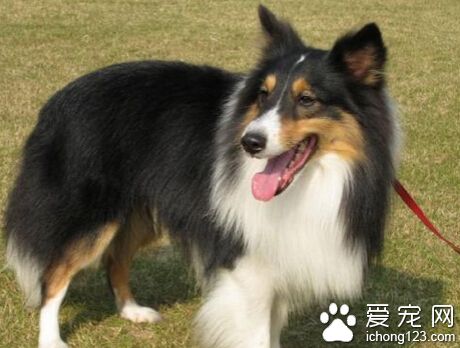 喜樂蒂的特點 對外界非常敏感容易亂吠亂叫