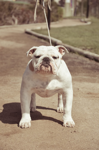 斗牛犬的壽命 一般在10-12歲左右