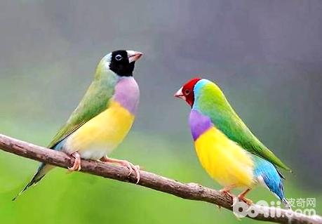 七彩文鳥好養嗎