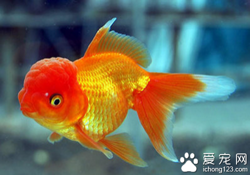 什么魚好養 了解習性后飼養都比較簡單