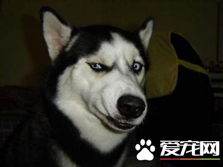哈士奇幼犬認人么 哈士奇還是認人的