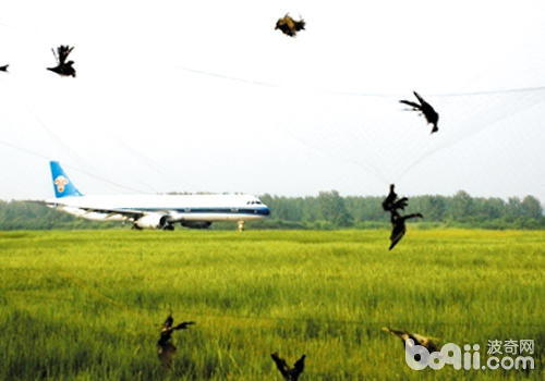 為什么鳥會去撞飛機