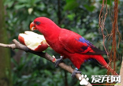 紅色吸蜜鸚鵡怎么樣 紅色吸蜜鸚鵡飼養容易