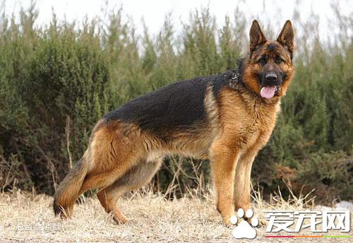 德國牧羊犬狗糧 德國牧羊犬狗糧怎么選