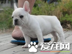 法國斗牛犬體味大嗎 法國斗牛犬一般體味很小