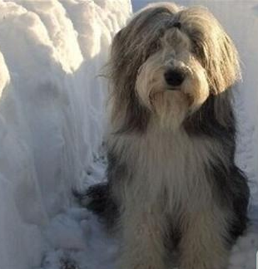 古代長須牧羊犬的特點 該犬非常受歡迎