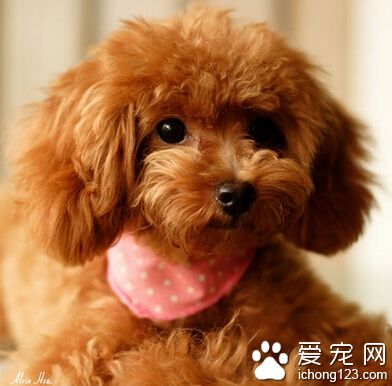 玩具貴賓的特點 非常喜歡讓主人抱抱