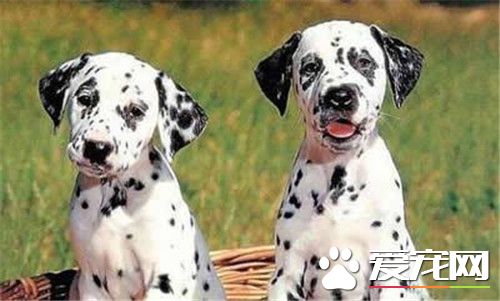 大麥町犬屬什么犬種 以前被作為馬車的護衛犬