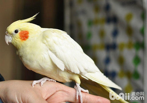 玄鳳鸚鵡有什么習性