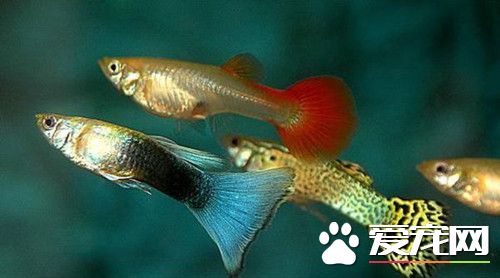 小型觀賞魚有哪些 小型觀賞魚更具觀賞性