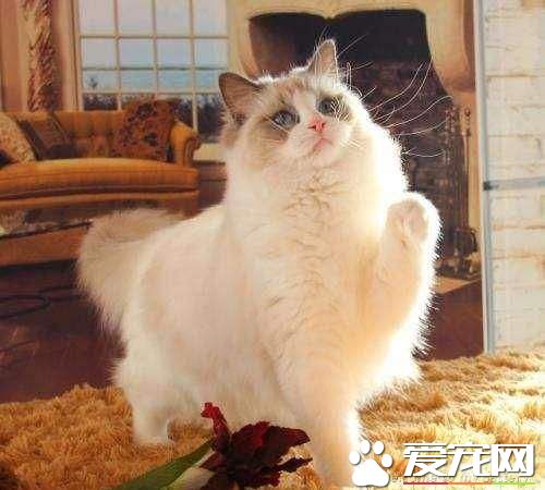 布偶貓掉毛怎么辦 布偶貓掉毛的三大原因
