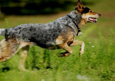  澳洲牧牛犬的形態特征 能在惡劣環境下工作