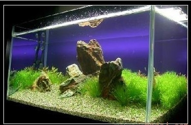 DIY水族箱造景和水族箱維護
