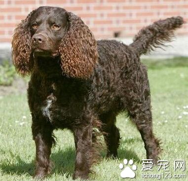 美國水獵犬的性格 友好溫順而且平易近人