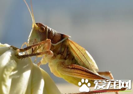 蟈蟈怎么分好壞 可從色質型三方面去考慮