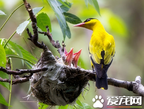 黃鸝是益鳥嗎 黃鸝屬鳥類為著名食蟲益鳥