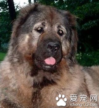 高加索犬的性格 現在的會更穩定溫順