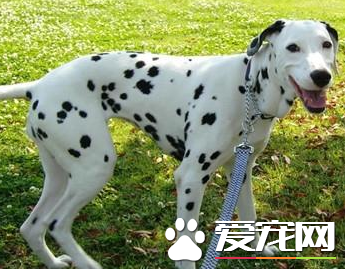 大麥町犬多久懷孕 大麥町6到8月達到性成熟