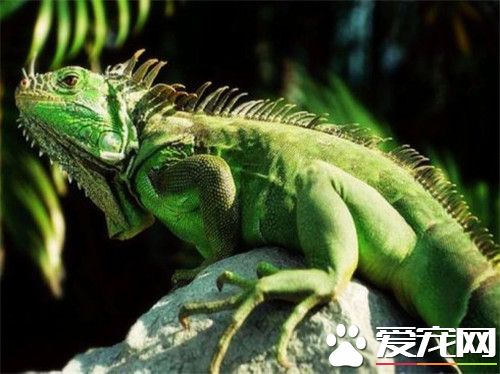 綠鬣蜥怎么繁殖 綠鬣蜥繁殖需要注意的事項