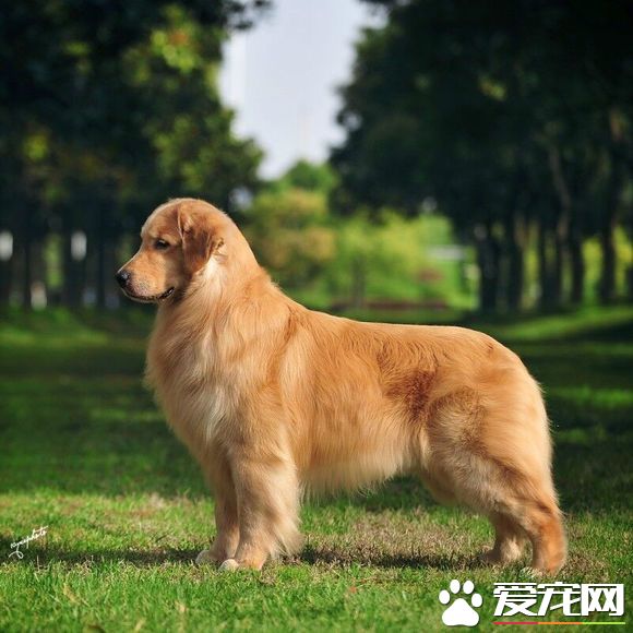 金毛尋回犬一般吃什么 金毛尋回犬主要吃什么