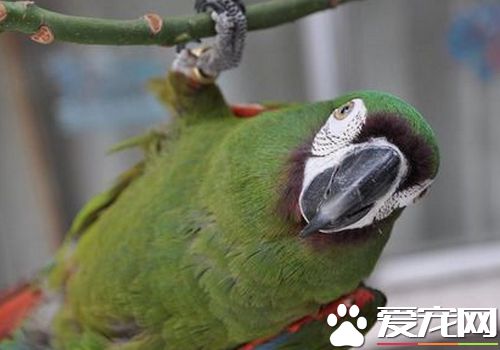 栗額金剛鸚鵡如何分出公母 觀看頭型可以分辨出來