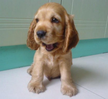 可卡狗能長多大 可卡犬是一種中小型的犬種