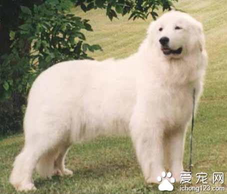 大白熊幼犬多少錢一只 該犬性格溫順