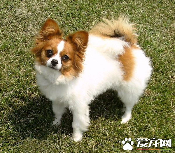 蝴蝶犬大小便 喜歡在特定的地方大小便