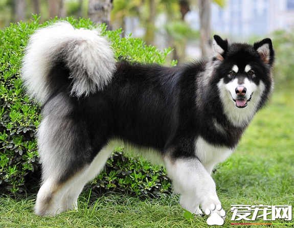 巨型阿拉斯加雪橇犬咬人嗎 一般不會咬人