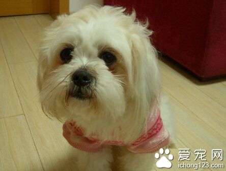 西施犬的特點 在中國擁有相當久遠的歷史