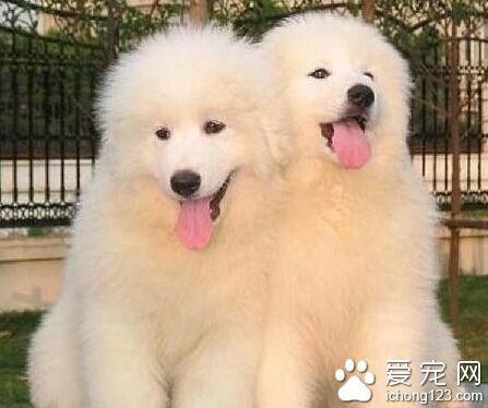 大白熊能長多大 大白熊并不是長得越大越好