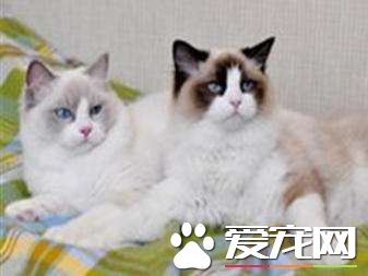 成年布偶貓吃什么好 布偶貓吃這些食物最好