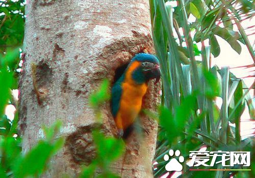 藍喉金剛鸚鵡是北京市保護動物嗎 是國家二級保護動物