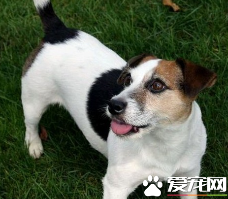 杰克羅素梗犬適合家養嗎 杰克羅素梗犬好養嗎