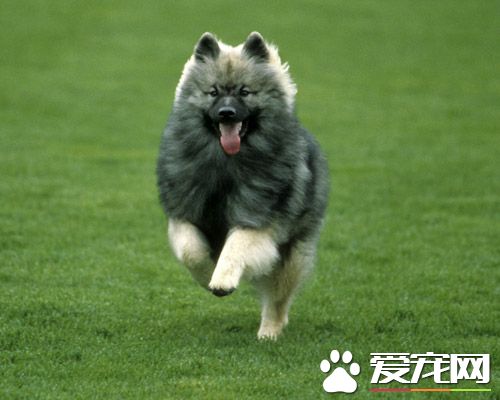 荷蘭毛獅犬有白色嗎 荷蘭毛獅犬都是混合灰色