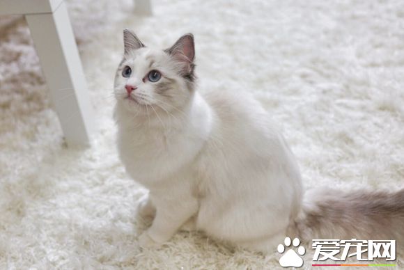 布偶貓什么時候定型 布偶貓定型原來要這么久
