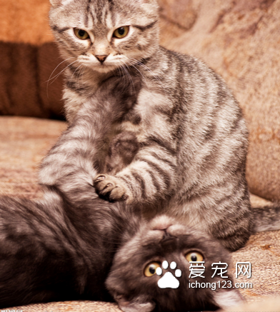 貓如何交配 貓咪通常是在夜間進行交配