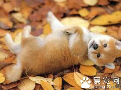秋田犬性格 其性質沉著溫順感覺銳敏
