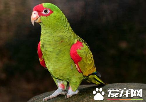 帝王亞馬遜鸚鵡學舌能力 學舌能力還是很強的