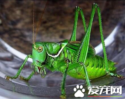 蟈蟈的壽命 正常的壽命在5到7個月