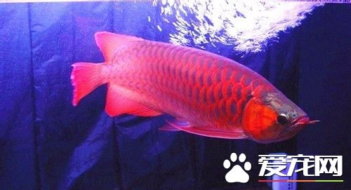 什么觀賞魚最好養 五種適合新手飼養的魚