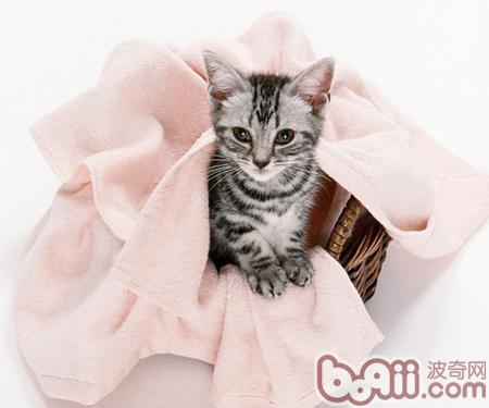 <a href=/zhonglei/mao/ target=_blank class=infotextkey>貓</a>咪吃海水<a href=/zhonglei/fish/ target=_blank class=infotextkey>魚</a>的三個注意事項