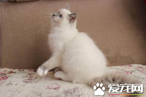 布偶貓什么時候不咬人  布偶貓什么時候出現咬人情況