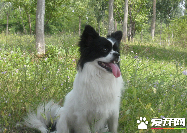 蝴蝶犬聰明么 蝴蝶犬是很聰明的一個犬種