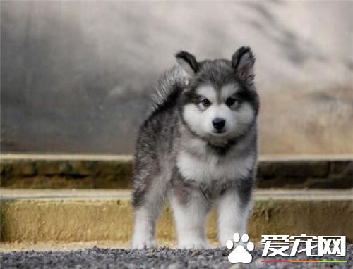養阿拉斯加雪橇犬注意 對環境的要求很高